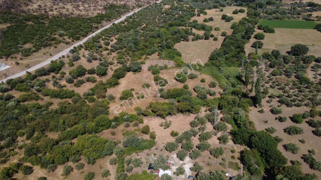 Kalabakta Tek Tapu 2122m2 Satılık Zeytinlik - Görsel 19