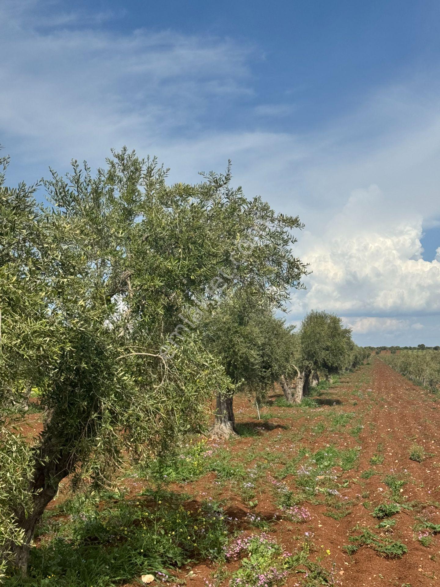 Babil Emlaktan Satlık Şehre Yakın Cazip Tonluk Zeytinlik 4394 M2 - Görsel 7