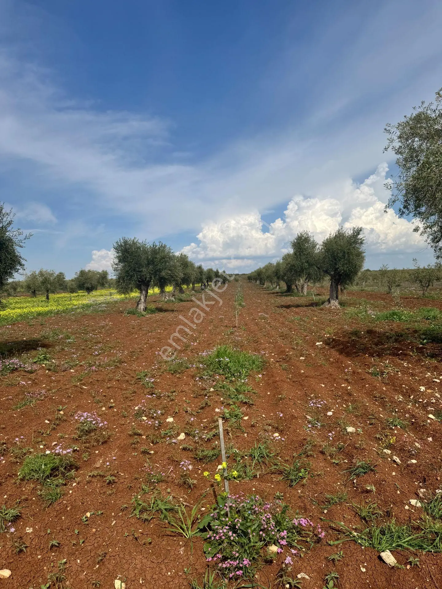 Babil Emlaktan Satlık Şehre Yakın Cazip Tonluk Zeytinlik 4394 M2