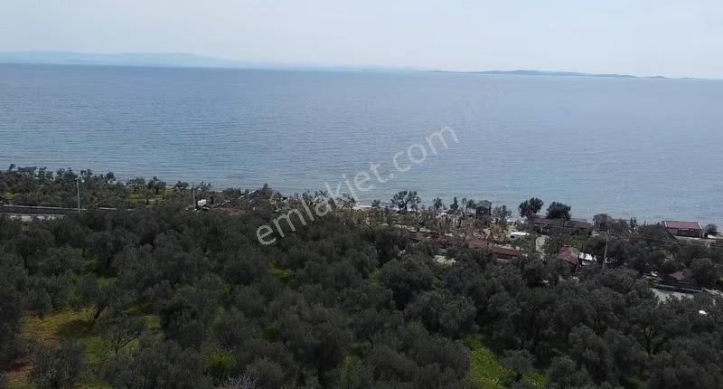 Çanakkale Ayvacık Ahmetçe Asos Sahil Yolu Uygun Zeytinlik - Görsel 6