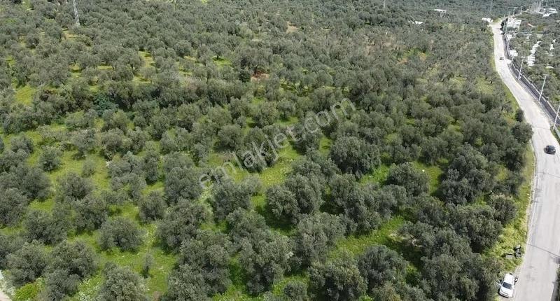 Çanakkale Ayvacık Ahmetçe Asos Sahil Yolu Uygun Zeytinlik - Görsel 7