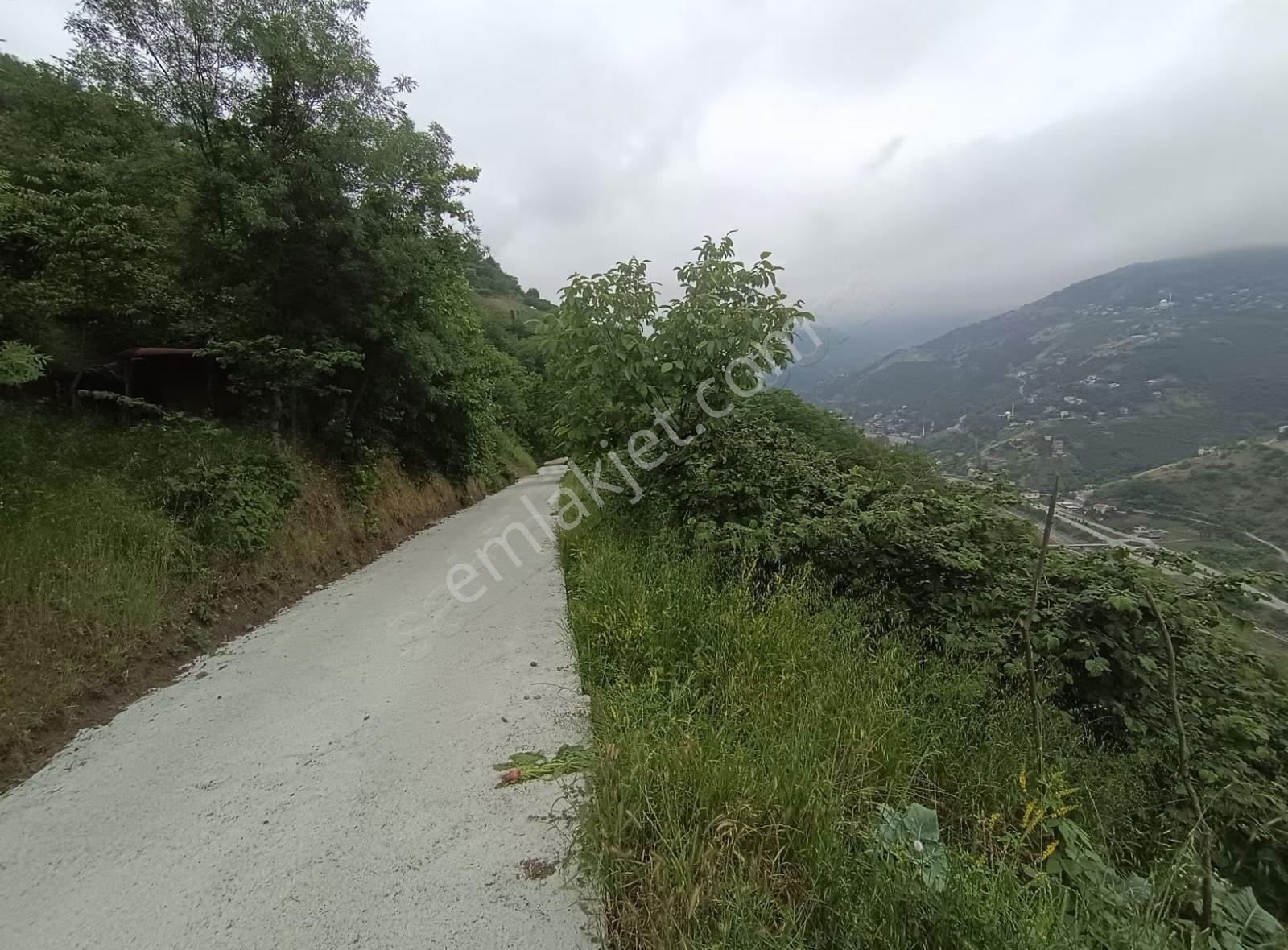 Akçaabat Tatlısu Köyünde Satilik 1600 M2 Arsa - Görsel 6