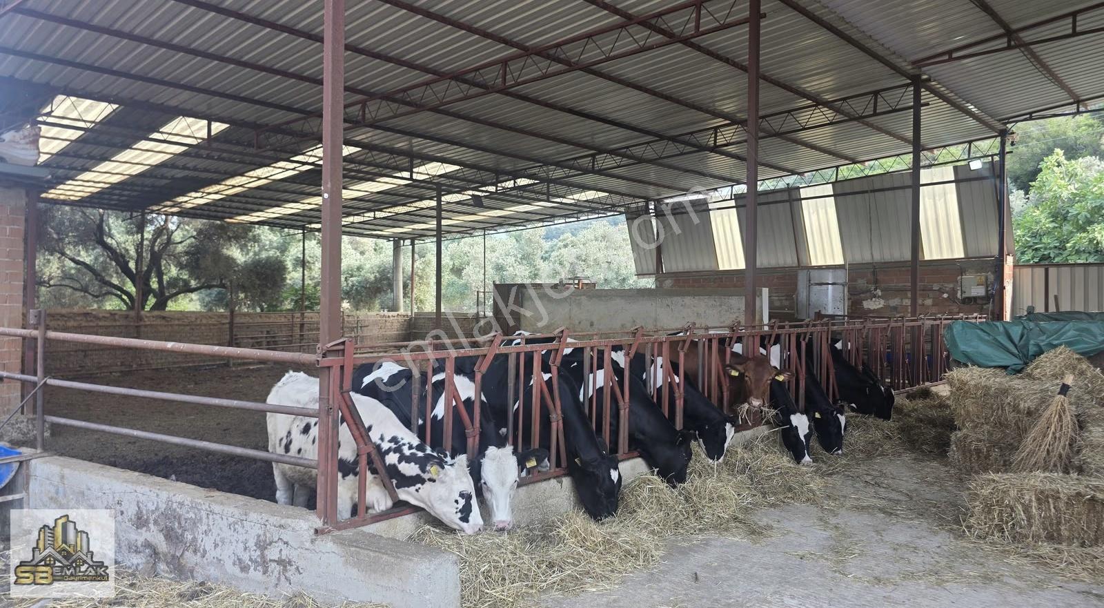 İzmir Tire Gökçen Mahallesi'nde Satılık Çiftlik Ve Yaşam Alanı - Görsel 5
