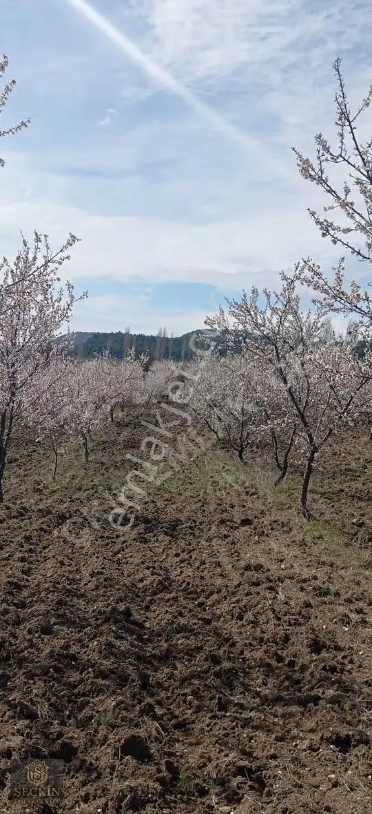Satılık Bademlik 17000 Metrekare