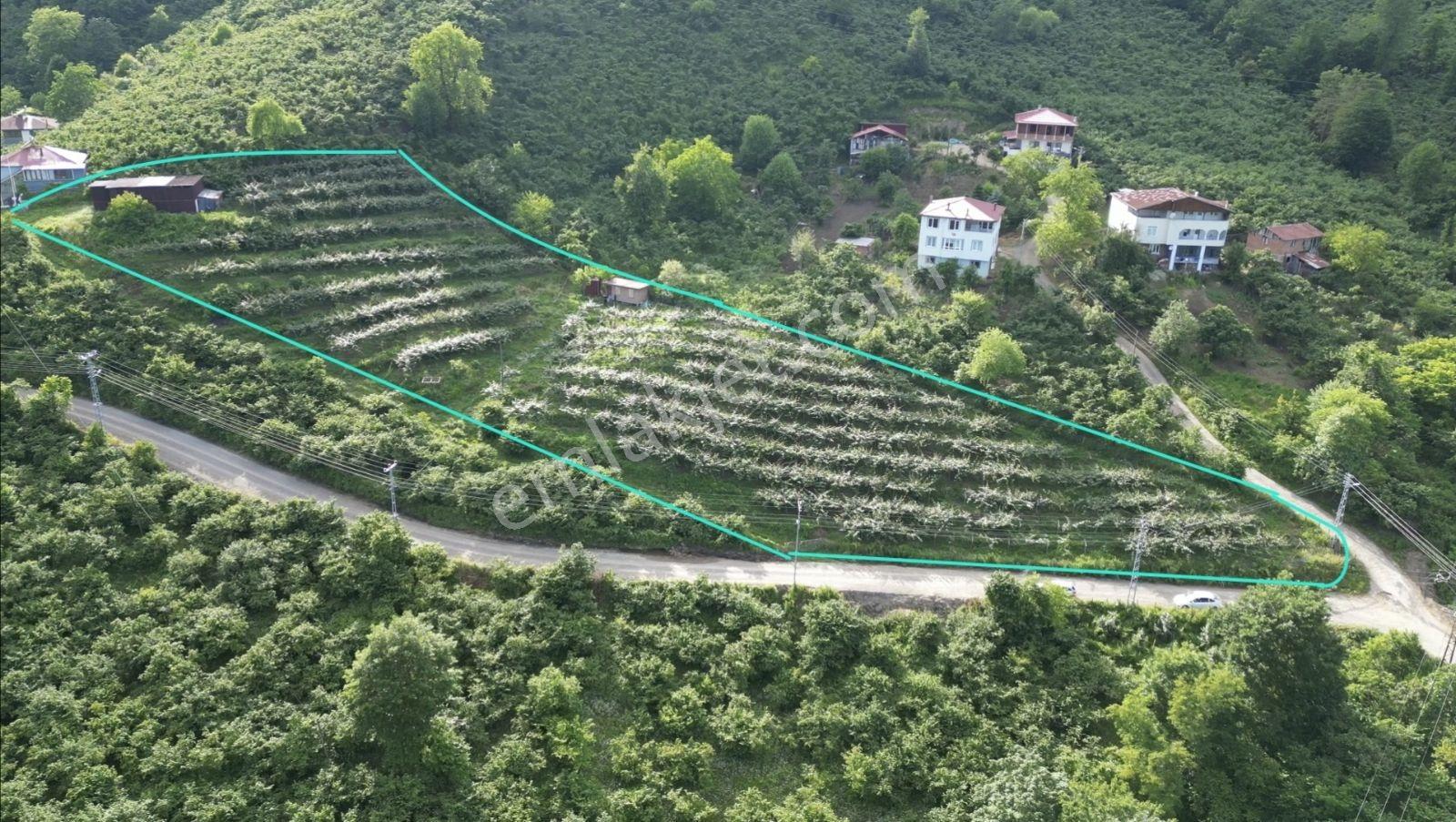 Beyli Mahallesi 6700 M² Tam Donanımlı Kivi Bahçesi - Görsel 19