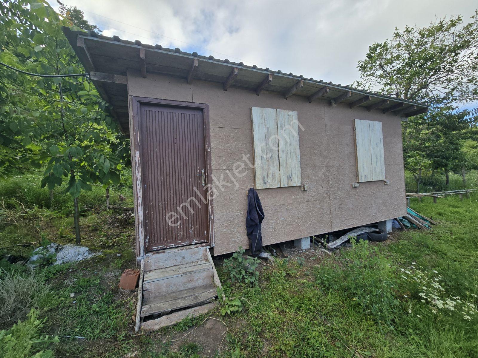 Beyli Mahallesi 6700 M² Tam Donanımlı Kivi Bahçesi - Görsel 4