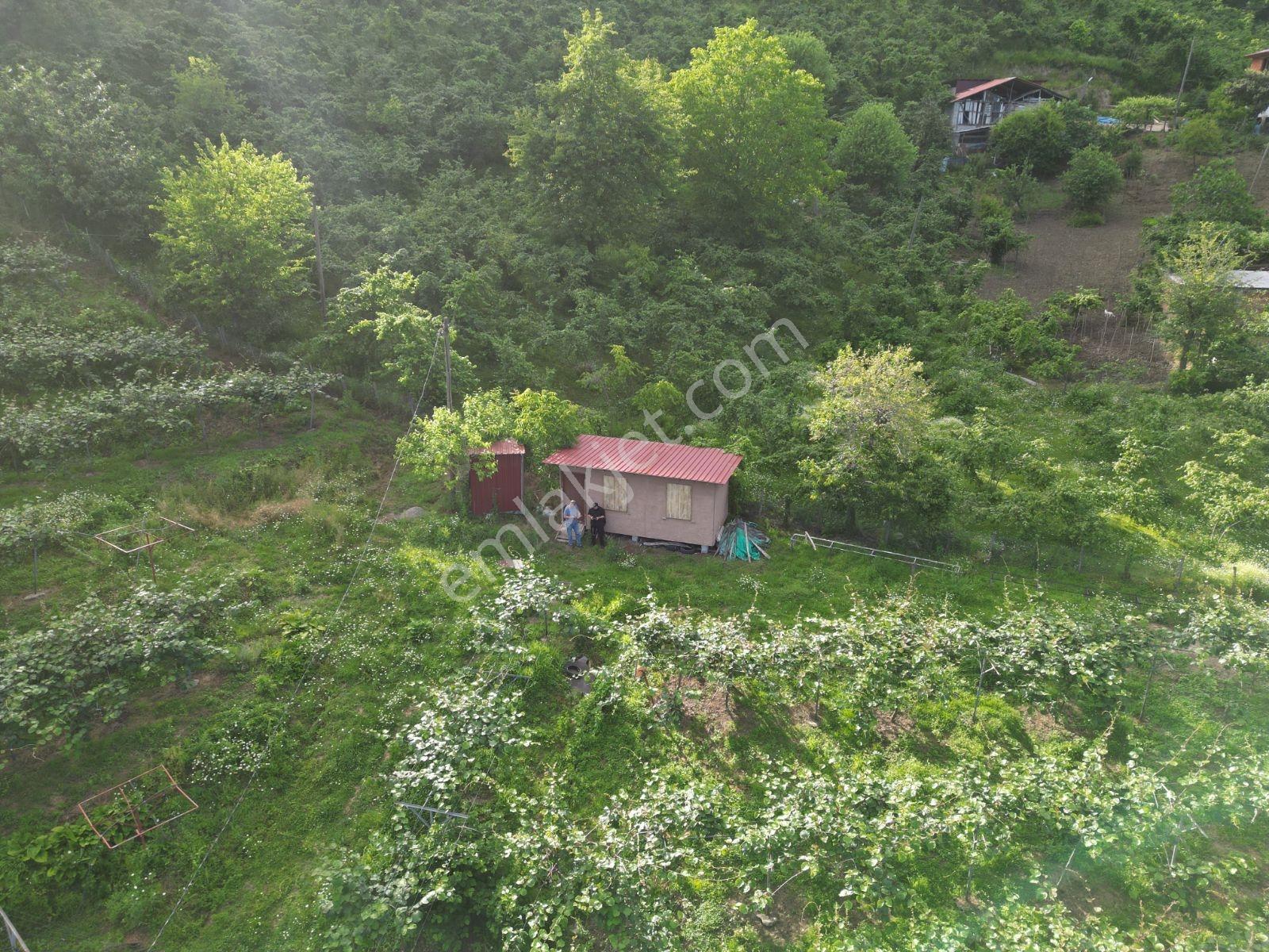 Beyli Mahallesi 6700 M² Tam Donanımlı Kivi Bahçesi - Görsel 22