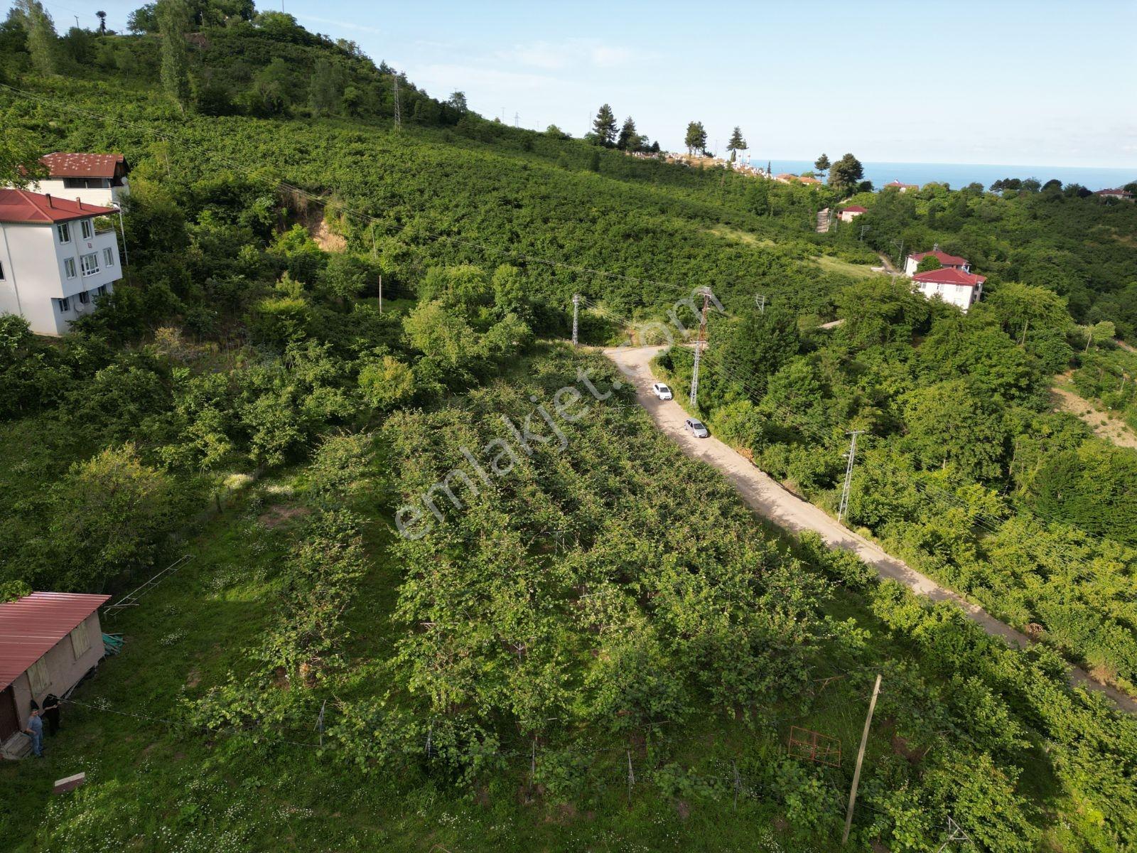 Beyli Mahallesi 6700 M² Tam Donanımlı Kivi Bahçesi - Görsel 28