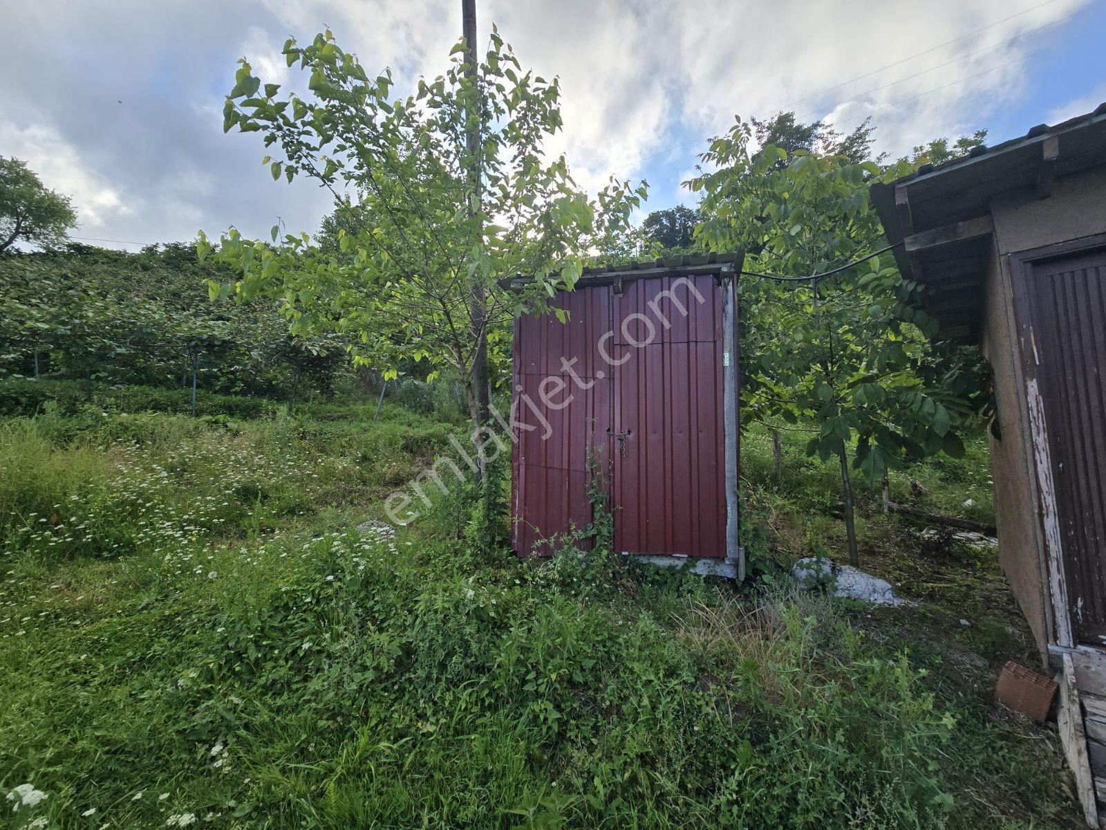 Beyli Mahallesi 6700 M² Tam Donanımlı Kivi Bahçesi - Görsel 10