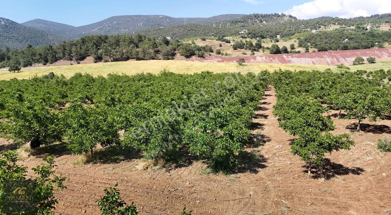Sarnıç'ta Gördes Yolu Üzerinde Satılık 5.160 M² Ceviz Tarlası - Görsel 3