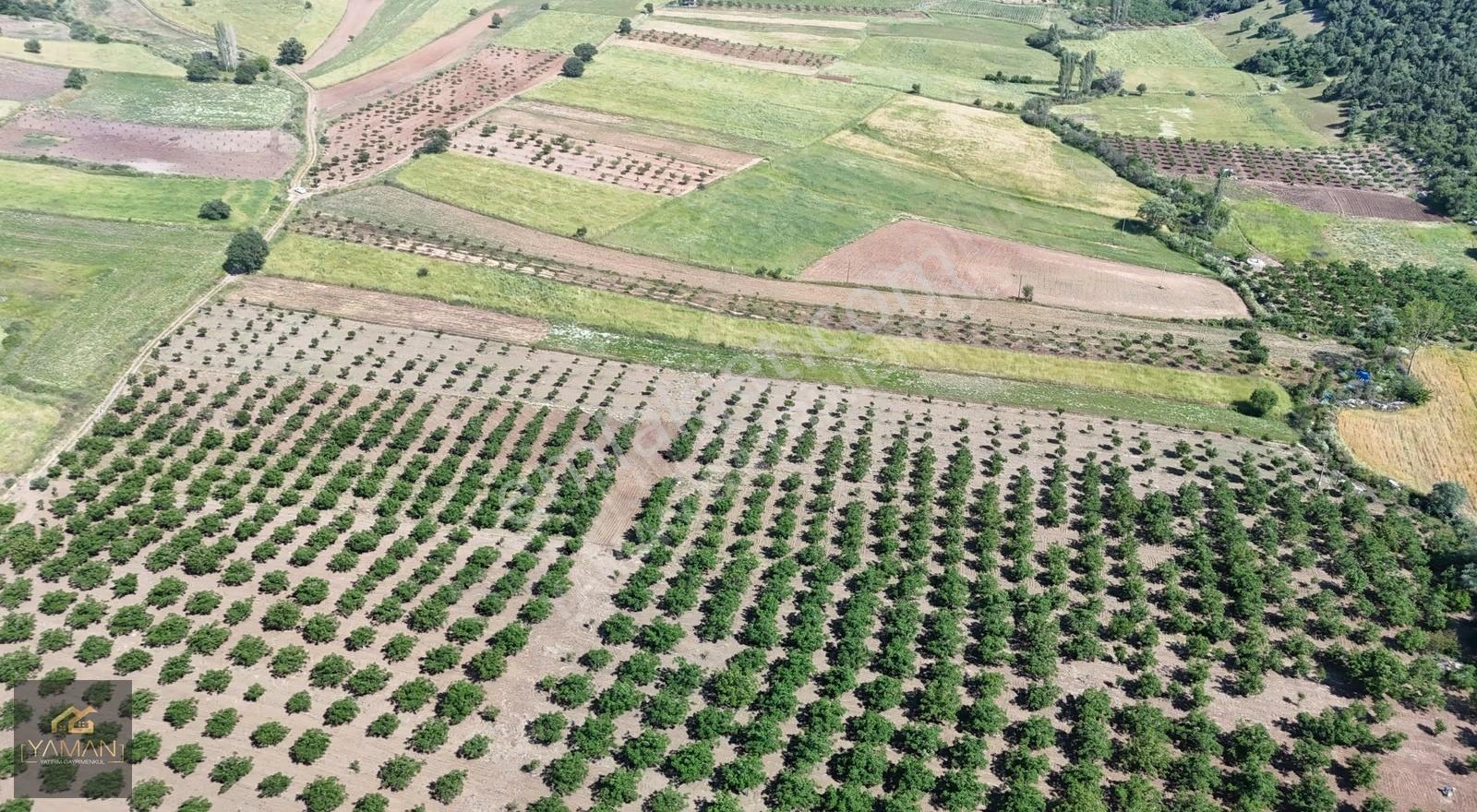 Sarnıç'ta Gördes Yolu Üzerinde Satılık 5.160 M² Ceviz Tarlası - Görsel 6