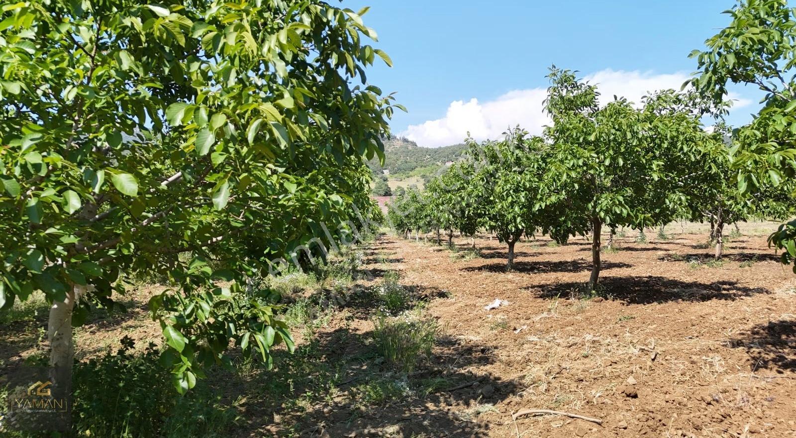 Sarnıç'ta Gördes Yolu Üzerinde Satılık 5.160 M² Ceviz Tarlası - Görsel 4