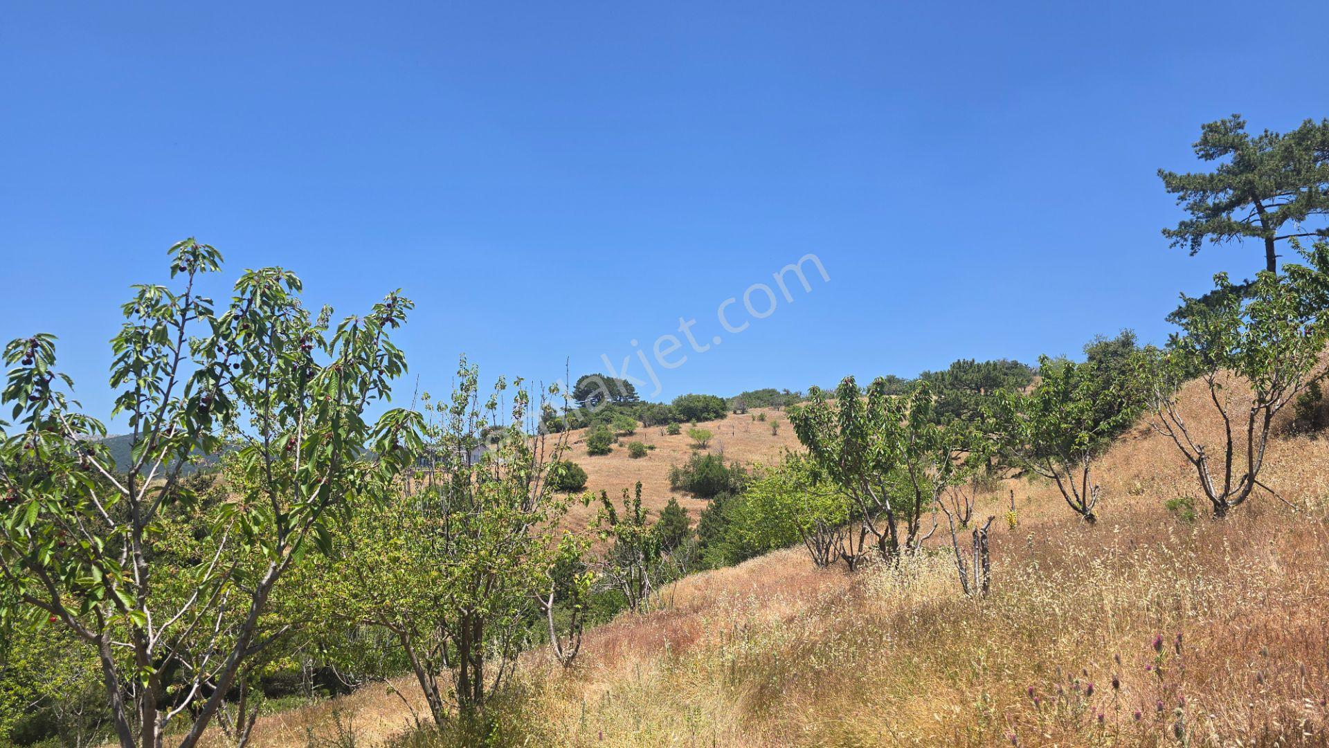 Spil Dağı Eteklerinde, Beşpınar'da 9.765 M² Büyüklüğünde Kiraz Bahçesi Ve Tarla - Görsel 15