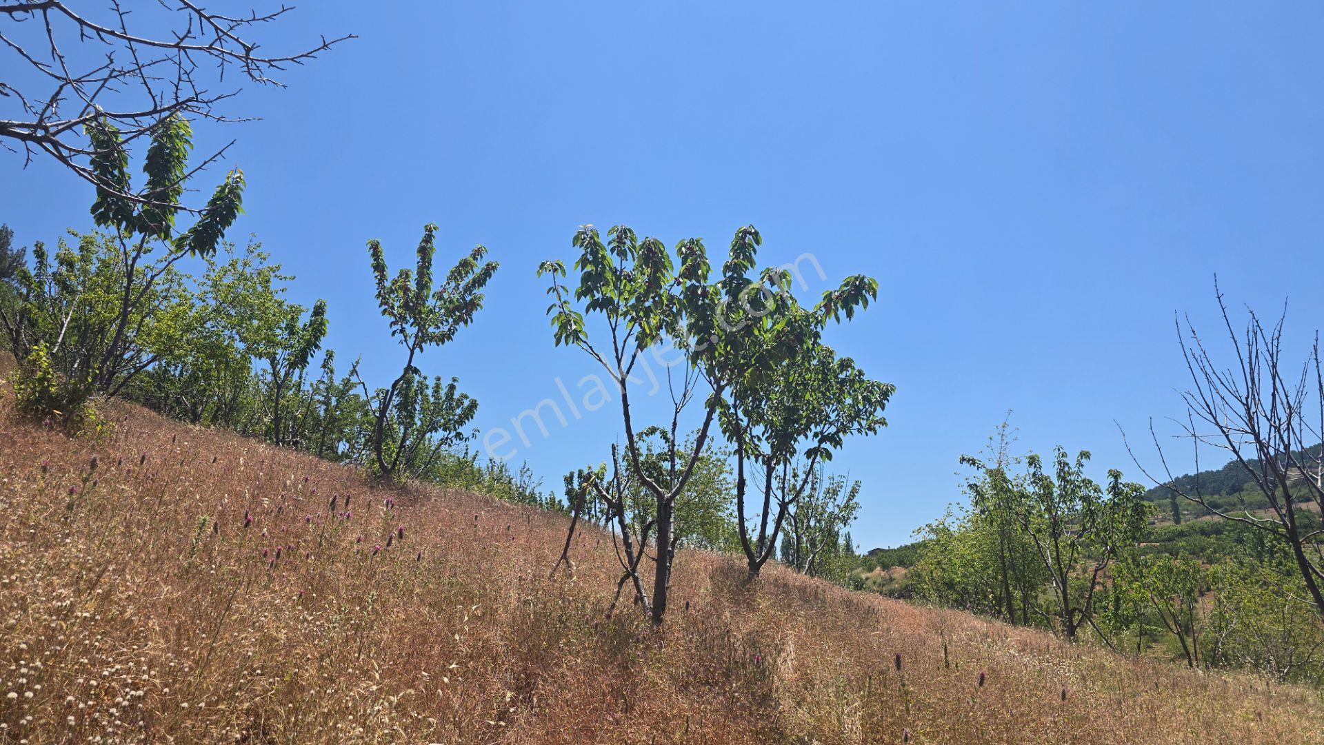 Spil Dağı Eteklerinde, Beşpınar'da 9.765 M² Büyüklüğünde Kiraz Bahçesi Ve Tarla - Görsel 19