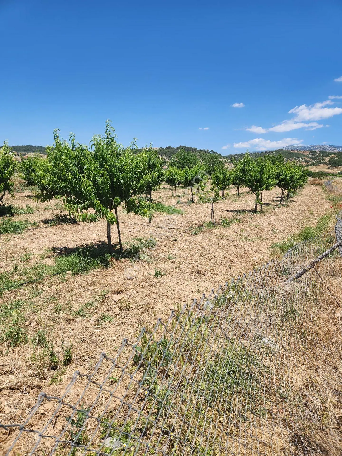 Çivril İğdir Mah. 1416 M2 3 Yaşında Şeftali Bahçesi Satılık - Görsel 2