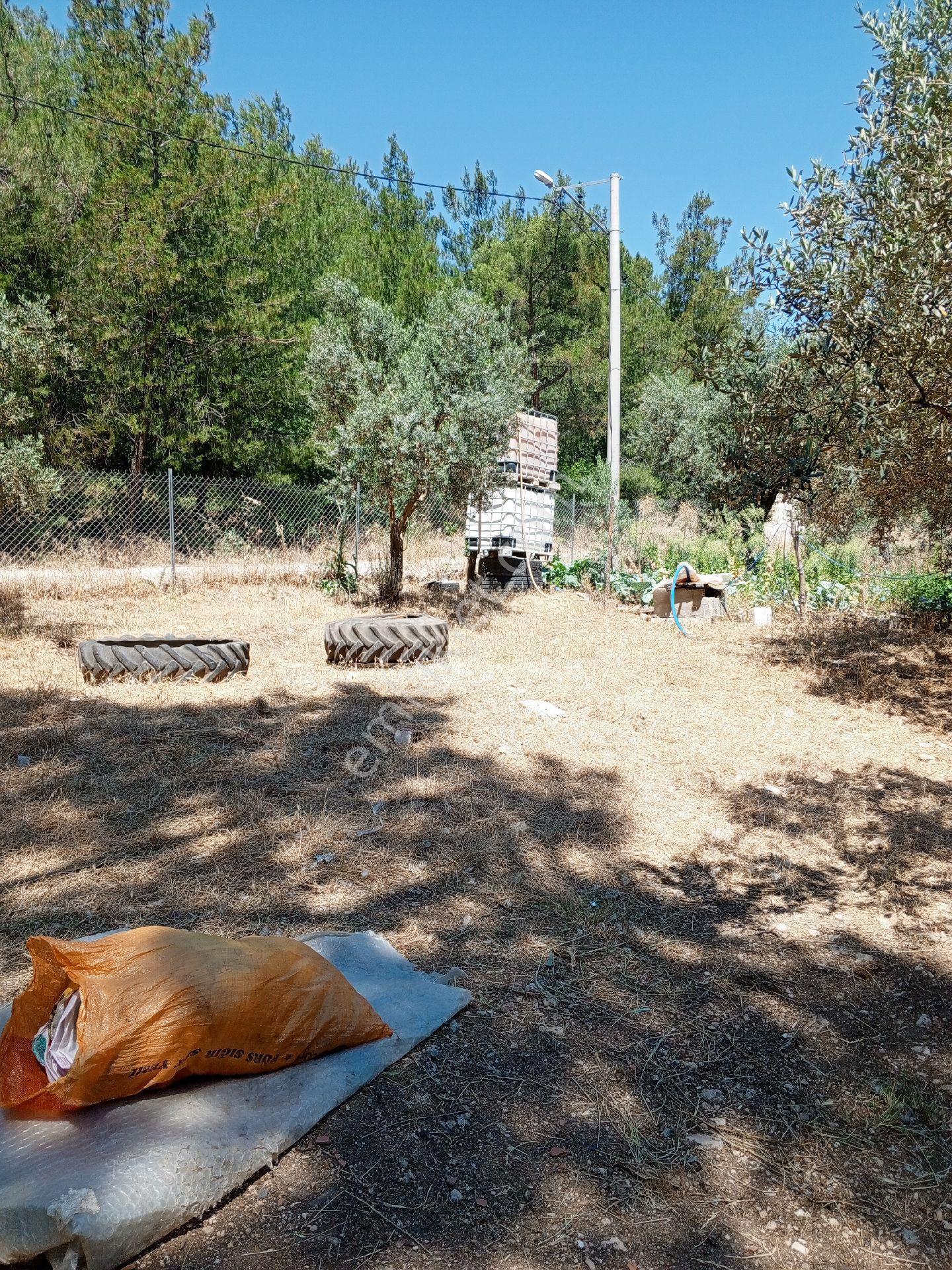 Yeliz'den Manisa Soma'ya 5 Km Mesafede Çiftlik - Görsel 3