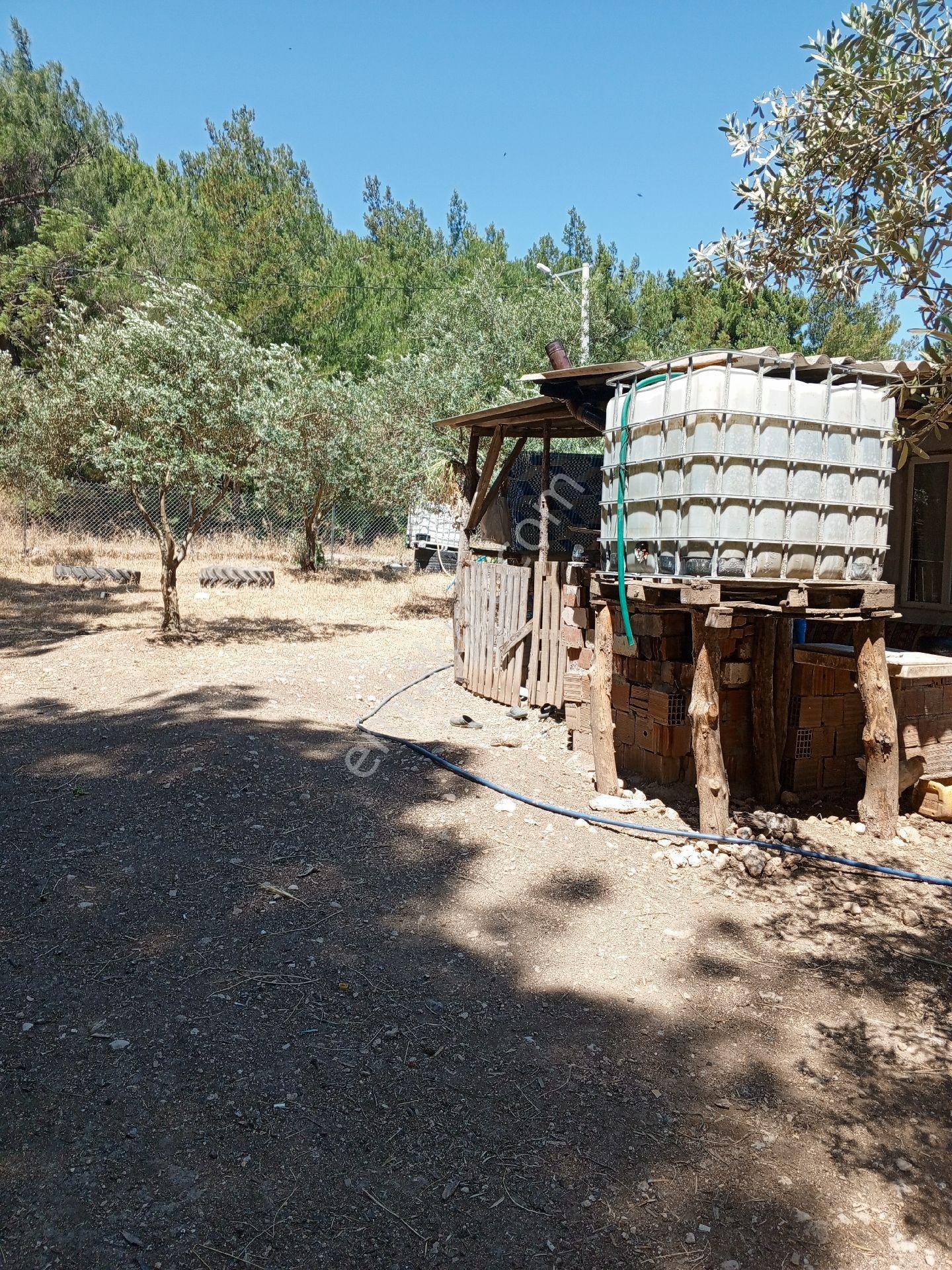 Yeliz'den Manisa Soma'ya 5 Km Mesafede Çiftlik - Görsel 4