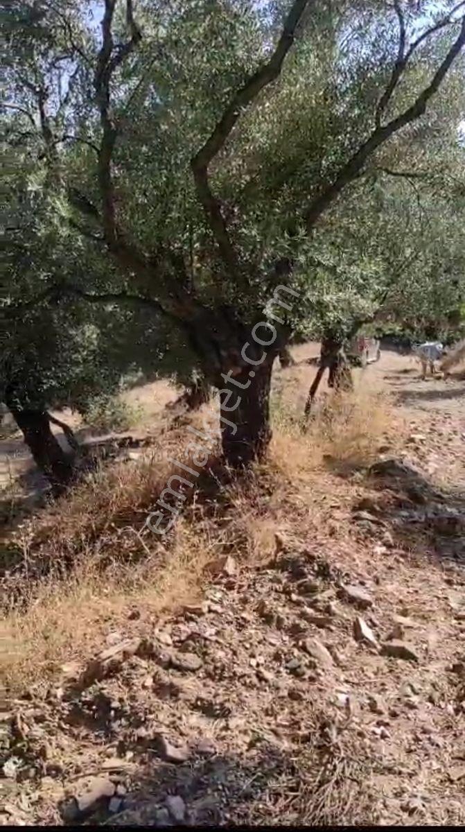 Bayındır Ergenli Mahallesinde Satılık 518m2 Tarla - Görsel 4