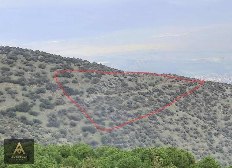 Fırsat Bahçe! 12 Dönüm Zeytinlik, Avantajlı, Çks Uygun - Görsel 6