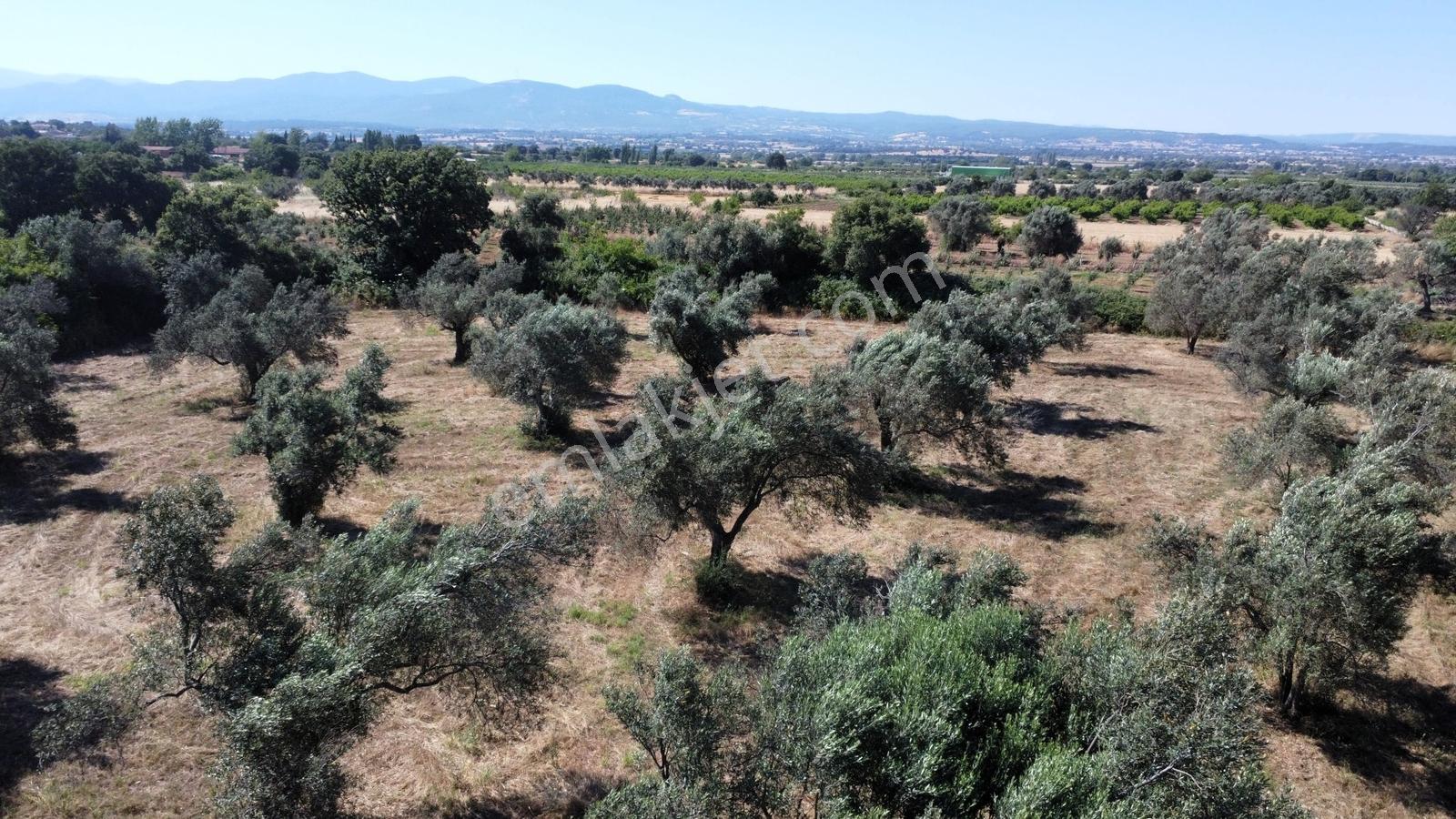Çanakkale Bayramiç Ahmetçeli Köyü'nde Satılık Arazi - Görsel 19