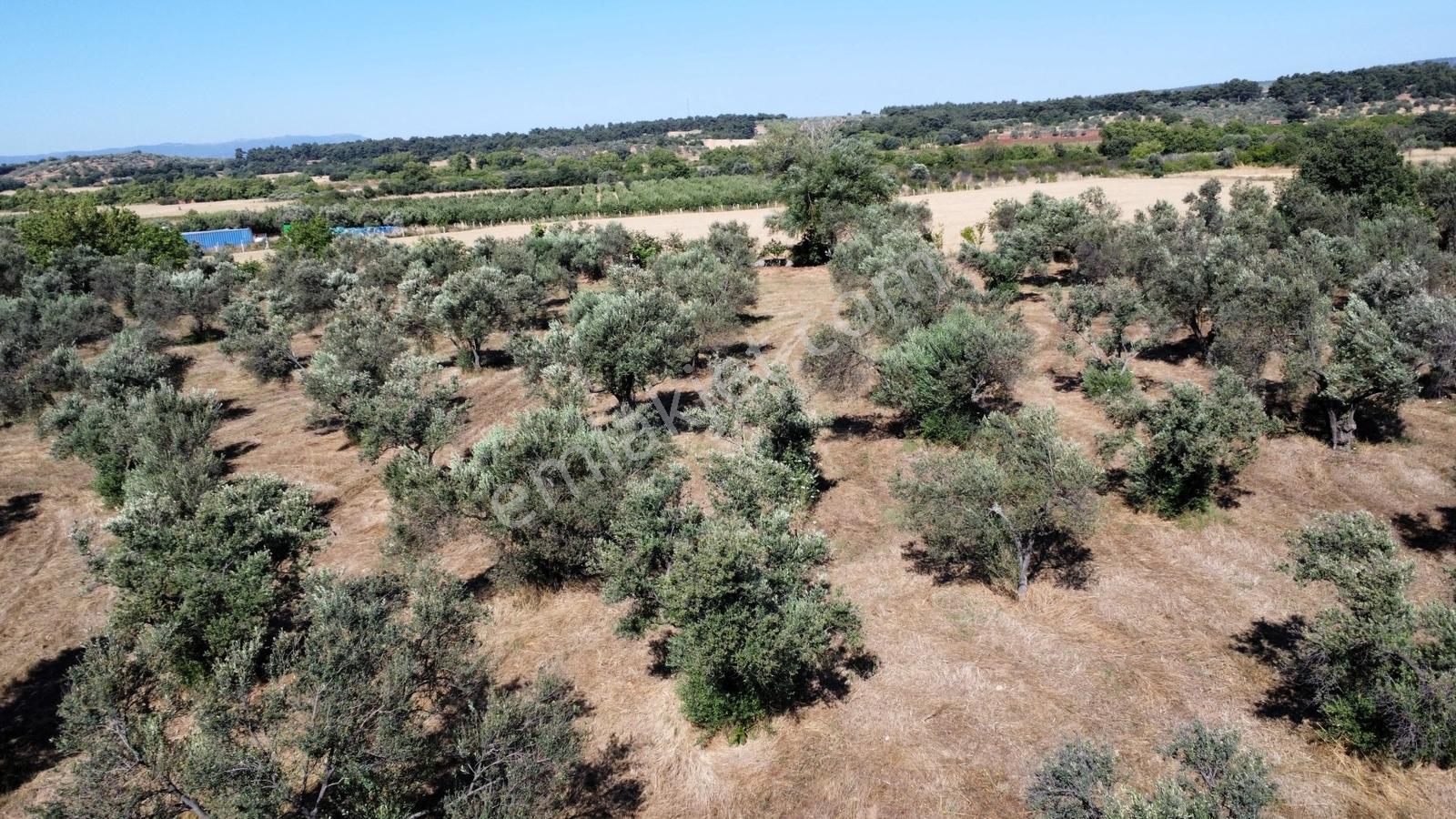 Çanakkale Bayramiç Ahmetçeli Köyü'nde Satılık Arazi - Görsel 8