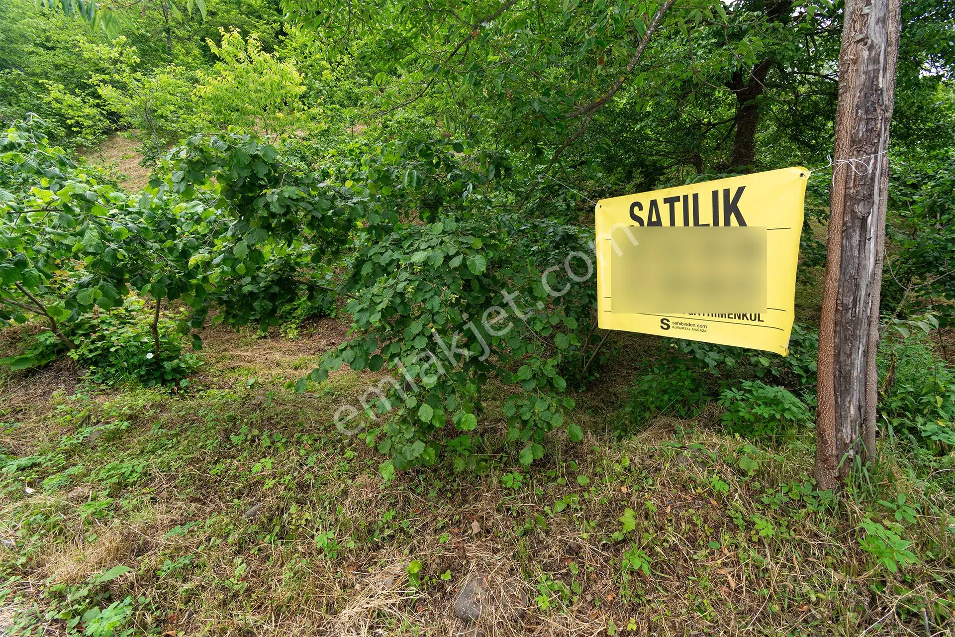 Ordu Yağızlı Mah. 1.500 M² Satılık Fındık Bahçesi Arazi Açık Vadi Manzaralı