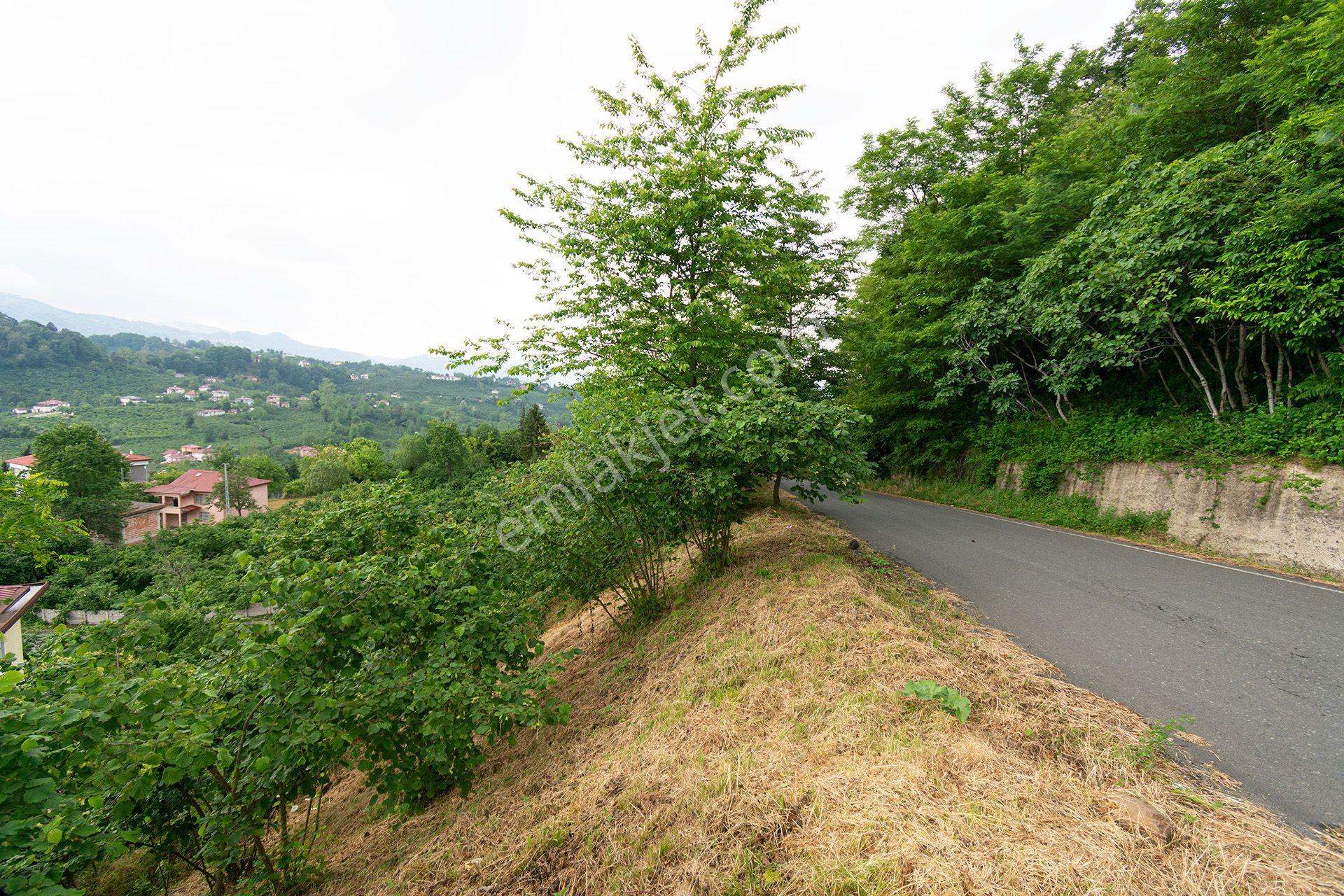 Ordu Yağızlı Mah. 1.500 M² Satılık Fındık Bahçesi Arazi Açık Vadi Manzaralı - Görsel 19