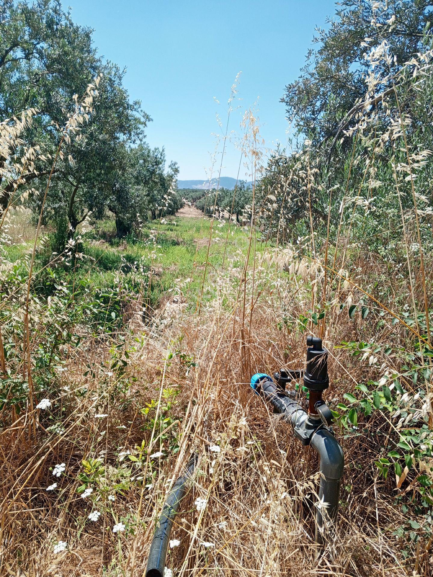Yeliz'den Soma Ve Kırkağaç'a 5 Km Mesafede Zeytinlik - Görsel 12