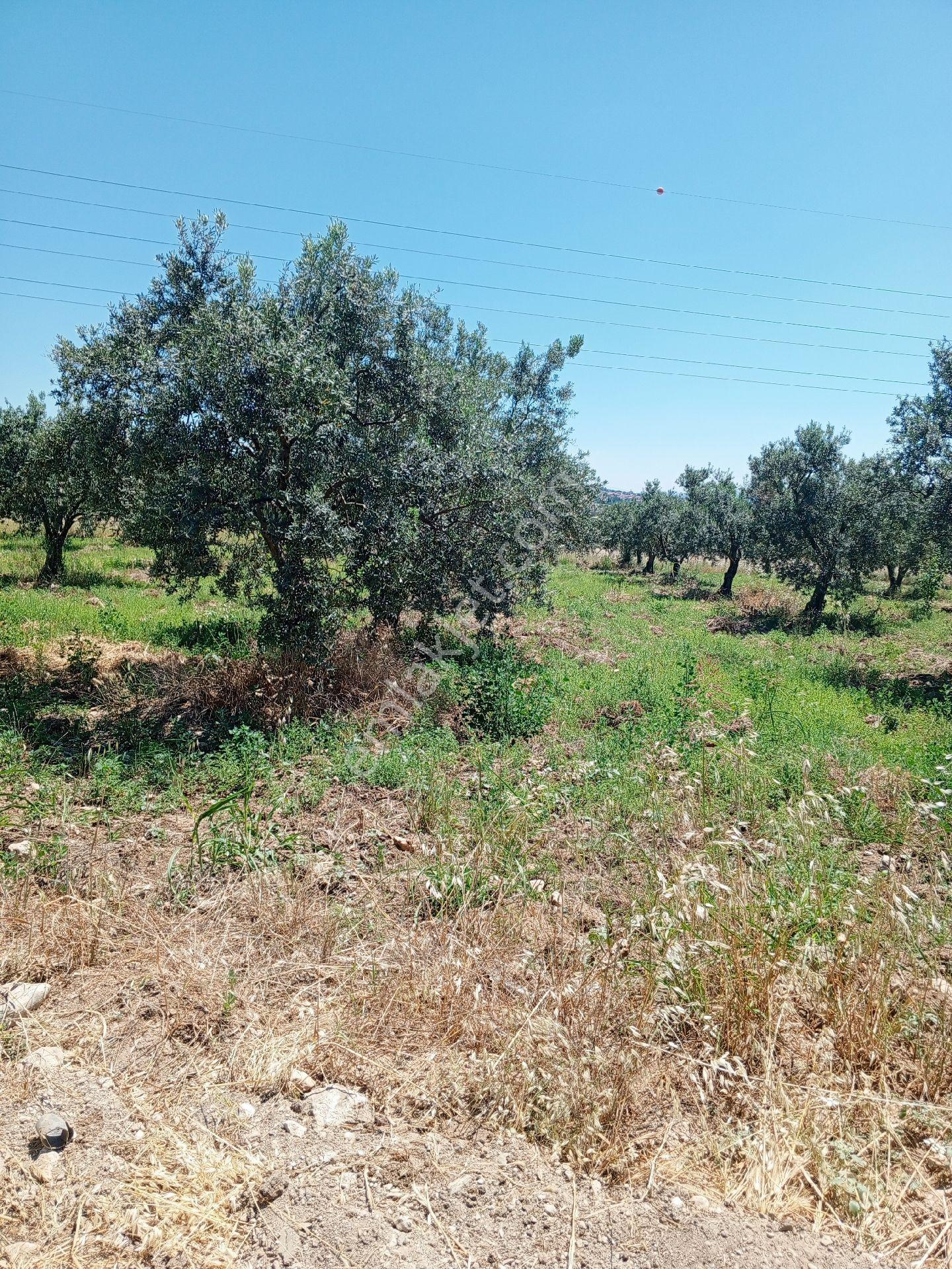 Yeliz'den Soma Ve Kırkağaç'a 5 Km Mesafede Zeytinlik - Görsel 9