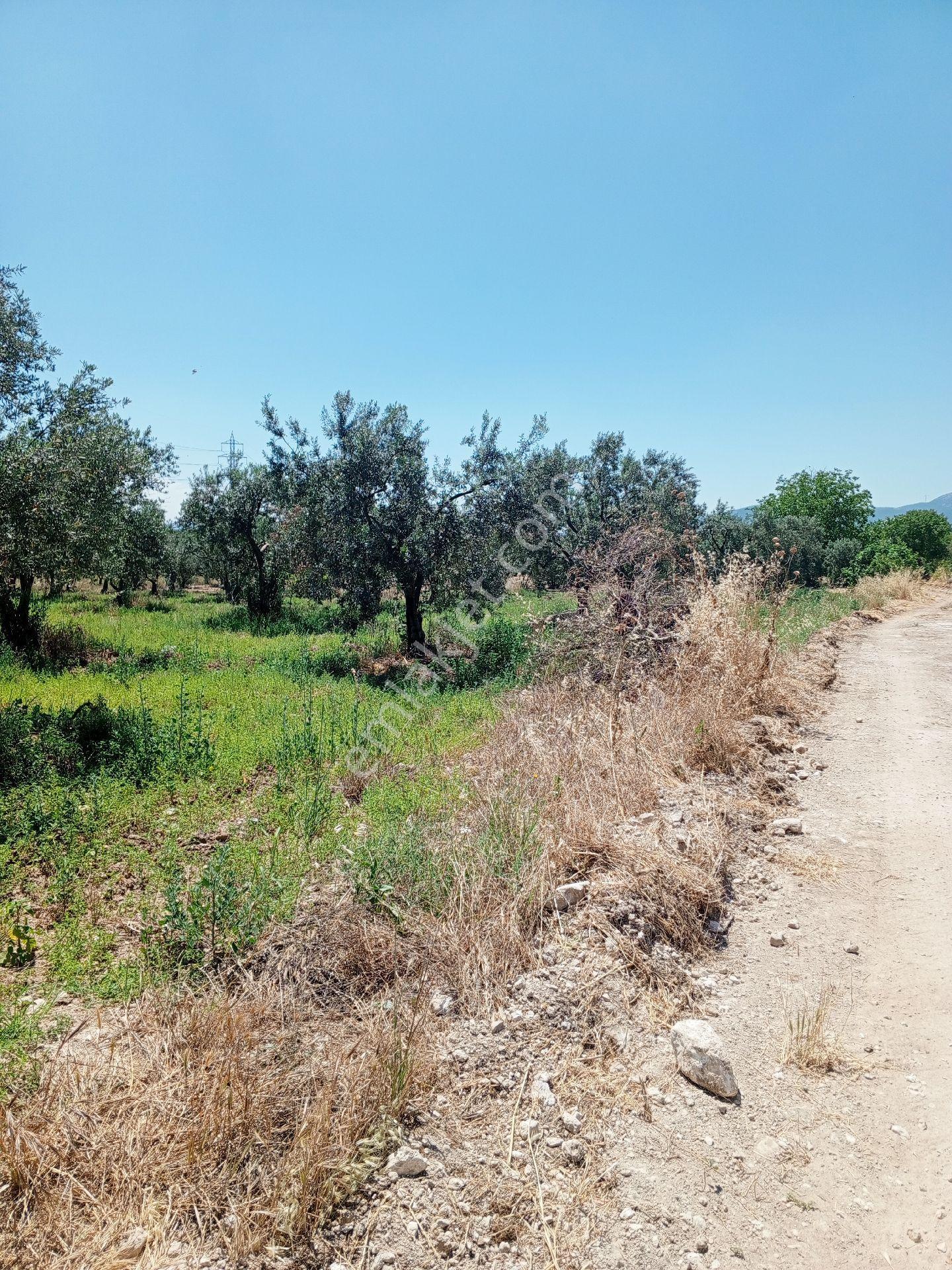 Yeliz'den Soma Ve Kırkağaç'a 5 Km Mesafede Zeytinlik - Görsel 2