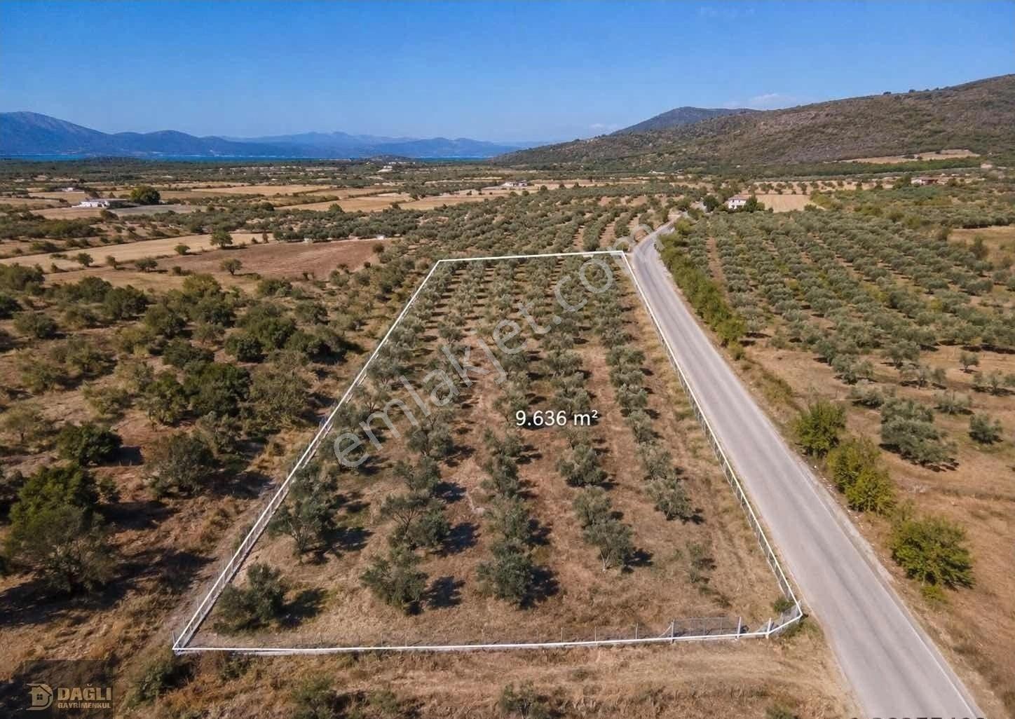 Dağlı Gayrimenkulden Yola Cepheli 9.636 M² Değerli Zeytinlik