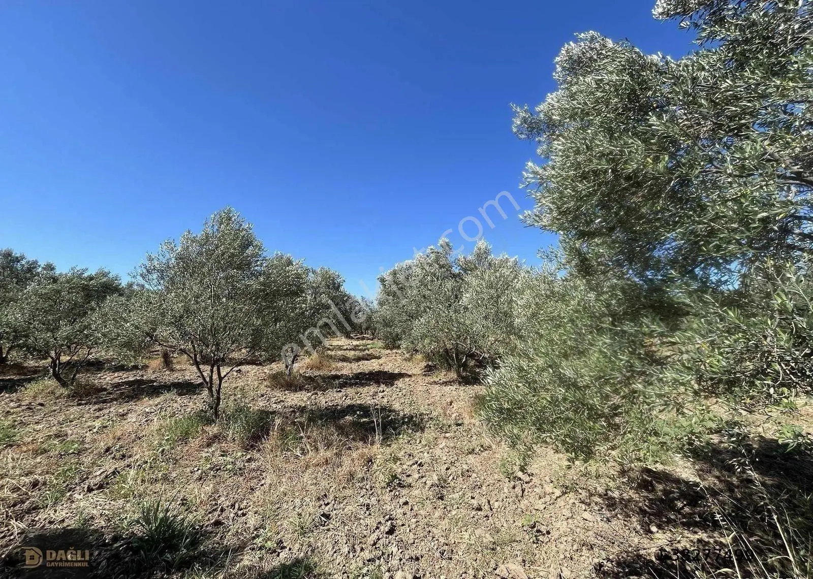 Dağlı Gayrimenkulden Yola Cepheli 9.636 M² Değerli Zeytinlik - Görsel 5