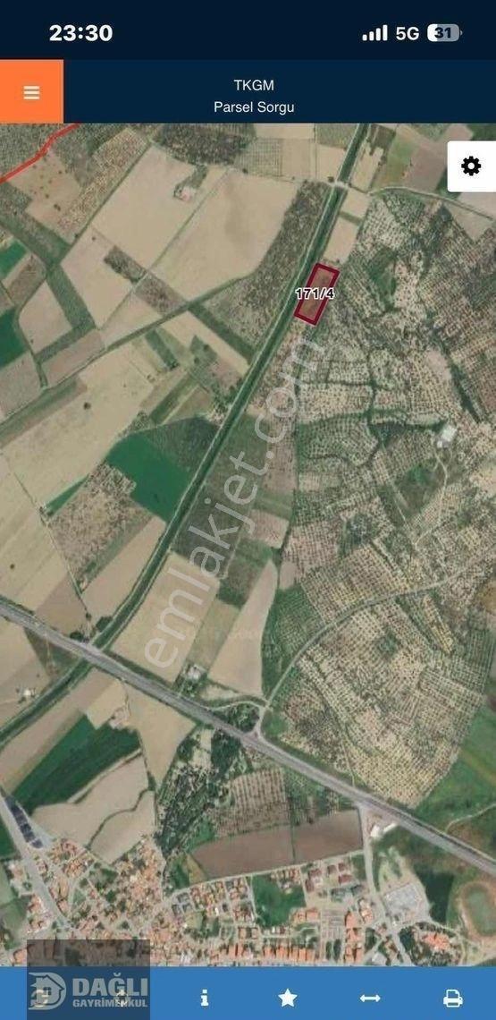 Dağlı Gayrimenkulden Yola Cepheli 9.636 M² Değerli Zeytinlik - Görsel 7