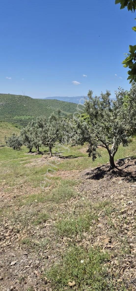 Salihli Beşyol Emlaktan Satılık 10 Dönüm Zeytinlik - Görsel 21