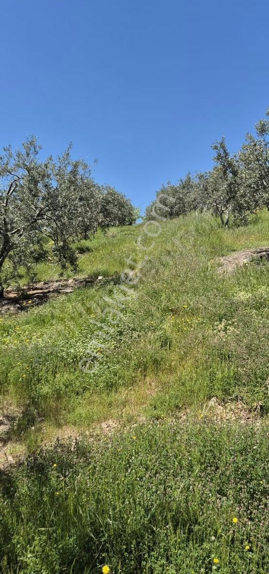 Salihli Beşyol Emlaktan Satılık 10 Dönüm Zeytinlik - Görsel 20