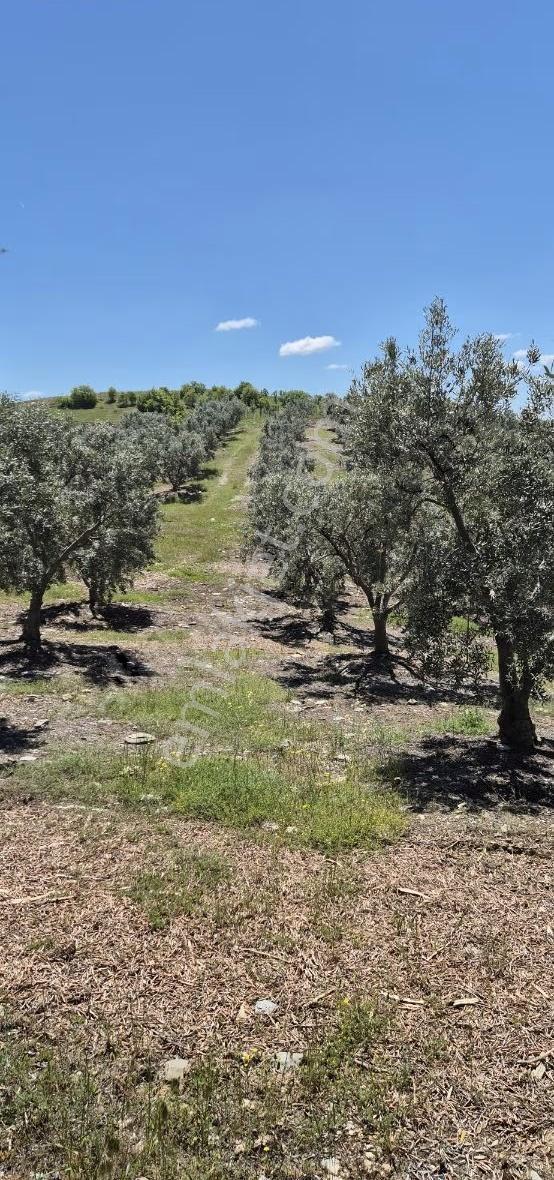 Salihli Beşyol Emlaktan Satılık 10 Dönüm Zeytinlik - Görsel 23