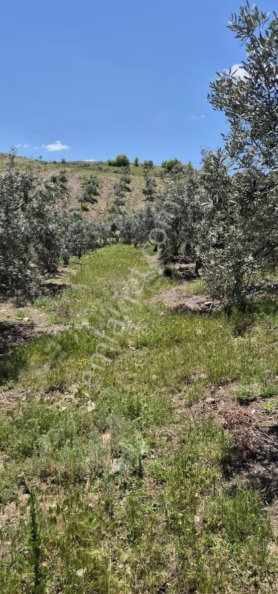 Salihli Beşyol Emlaktan Satılık 10 Dönüm Zeytinlik - Görsel 30