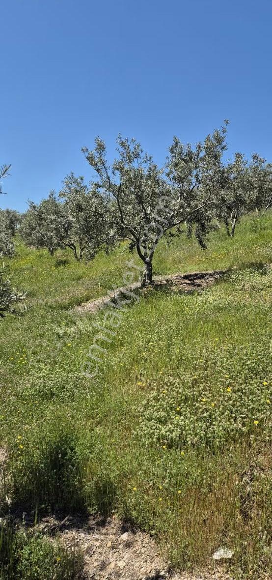 Salihli Beşyol Emlaktan Satılık 10 Dönüm Zeytinlik - Görsel 32