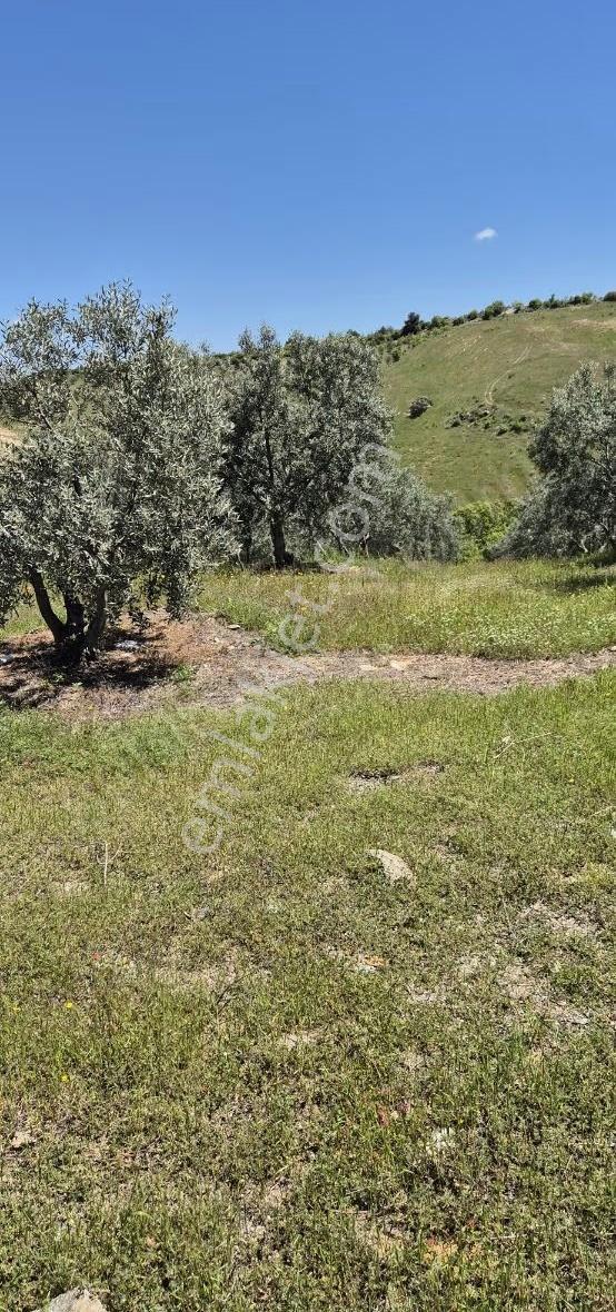 Salihli Beşyol Emlaktan Satılık 10 Dönüm Zeytinlik - Görsel 13