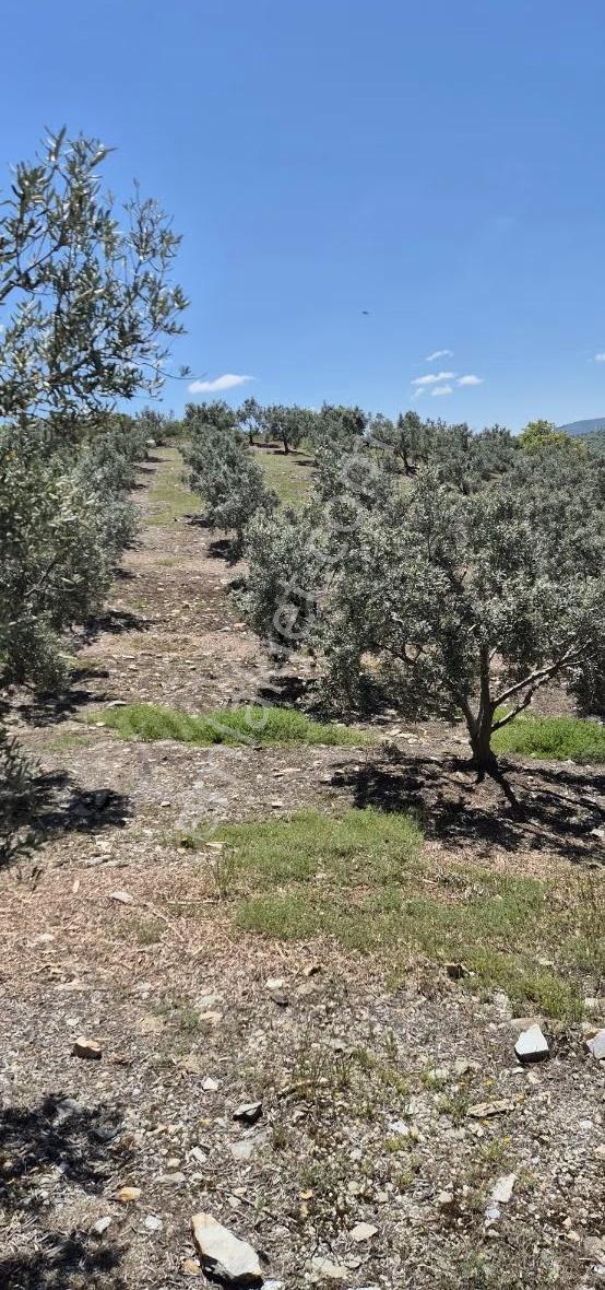 Salihli Beşyol Emlaktan Satılık 10 Dönüm Zeytinlik - Görsel 8