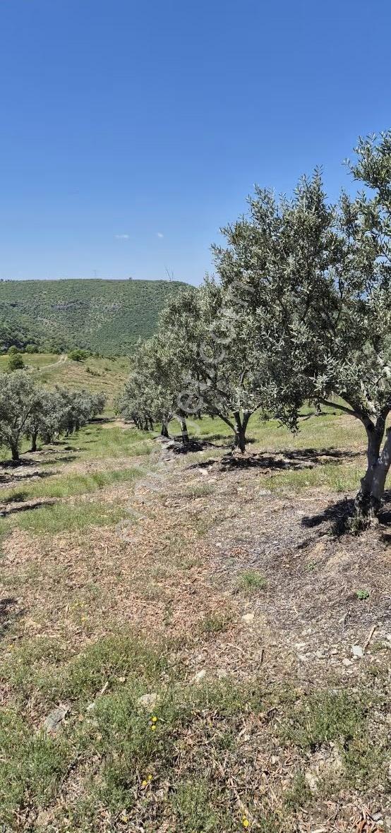 Salihli Beşyol Emlaktan Satılık 10 Dönüm Zeytinlik - Görsel 14