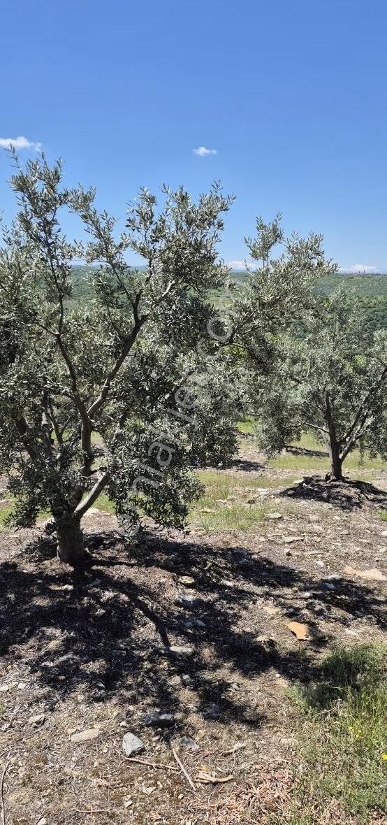 Salihli Beşyol Emlaktan Satılık 10 Dönüm Zeytinlik