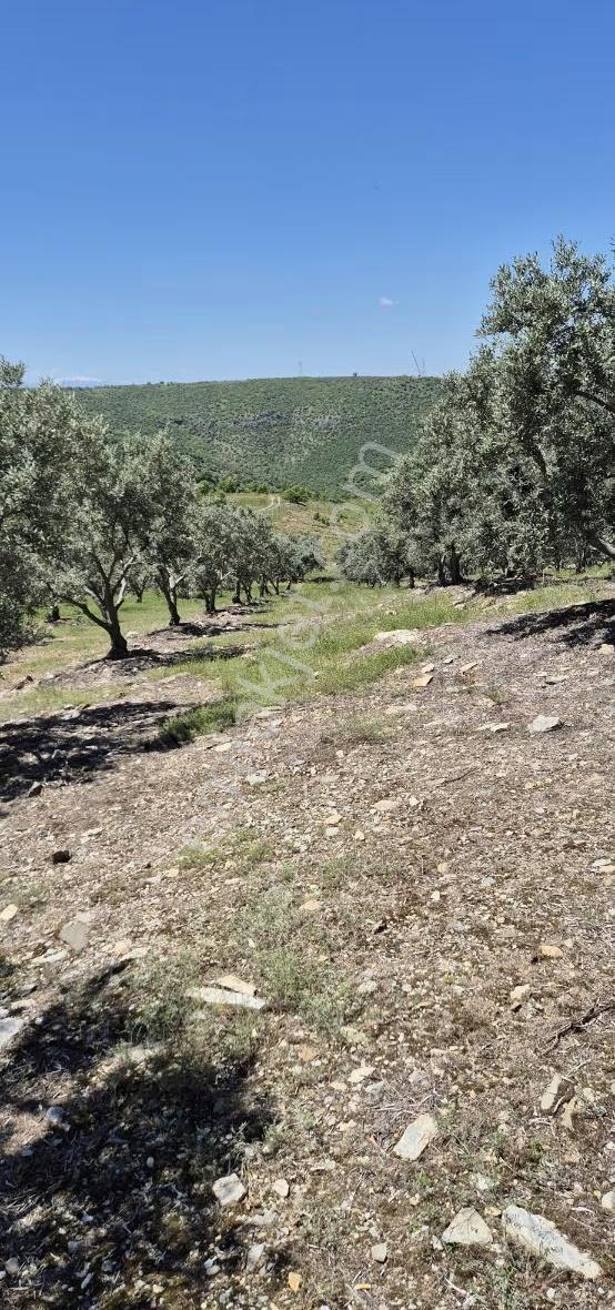 Salihli Beşyol Emlaktan Satılık 10 Dönüm Zeytinlik - Görsel 15
