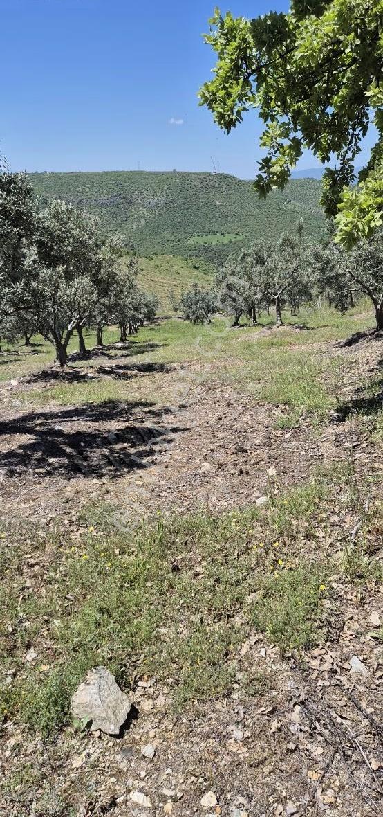 Salihli Beşyol Emlaktan Satılık 10 Dönüm Zeytinlik - Görsel 24
