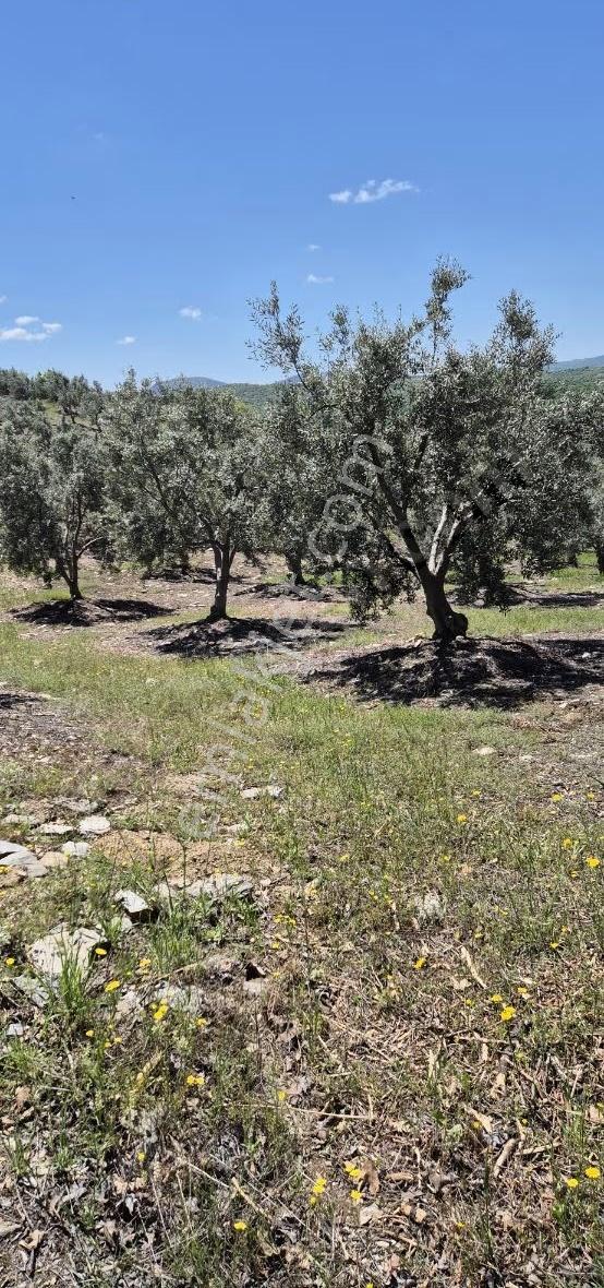 Salihli Beşyol Emlaktan Satılık 10 Dönüm Zeytinlik - Görsel 22