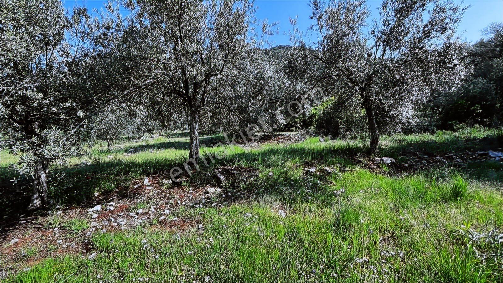 Stoptan Göcek 3443m² %5 İmar Yol Su Elektrik Önünde Göcek 7 Km - Görsel 3