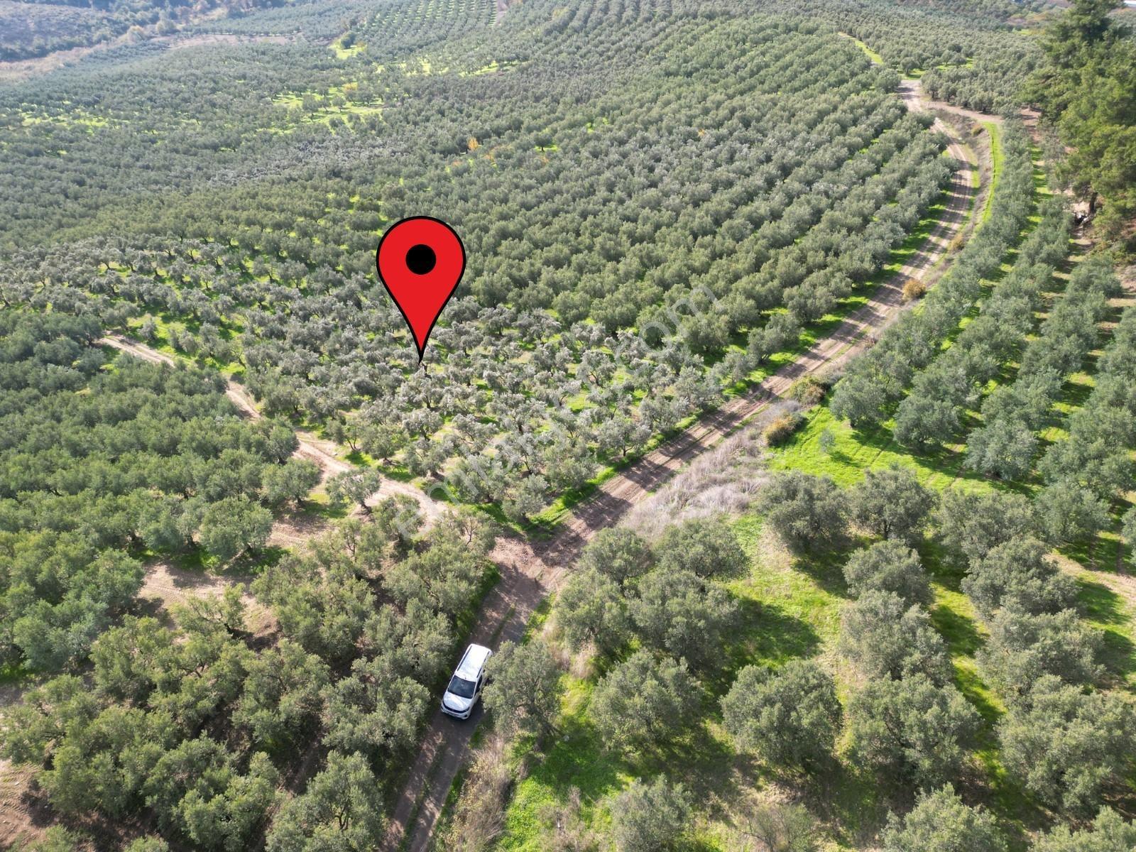 Mudanya Dereköy'de 4.087m² Kadastro Yola Cephe Bakımlı Zeytinlik - Görsel 20