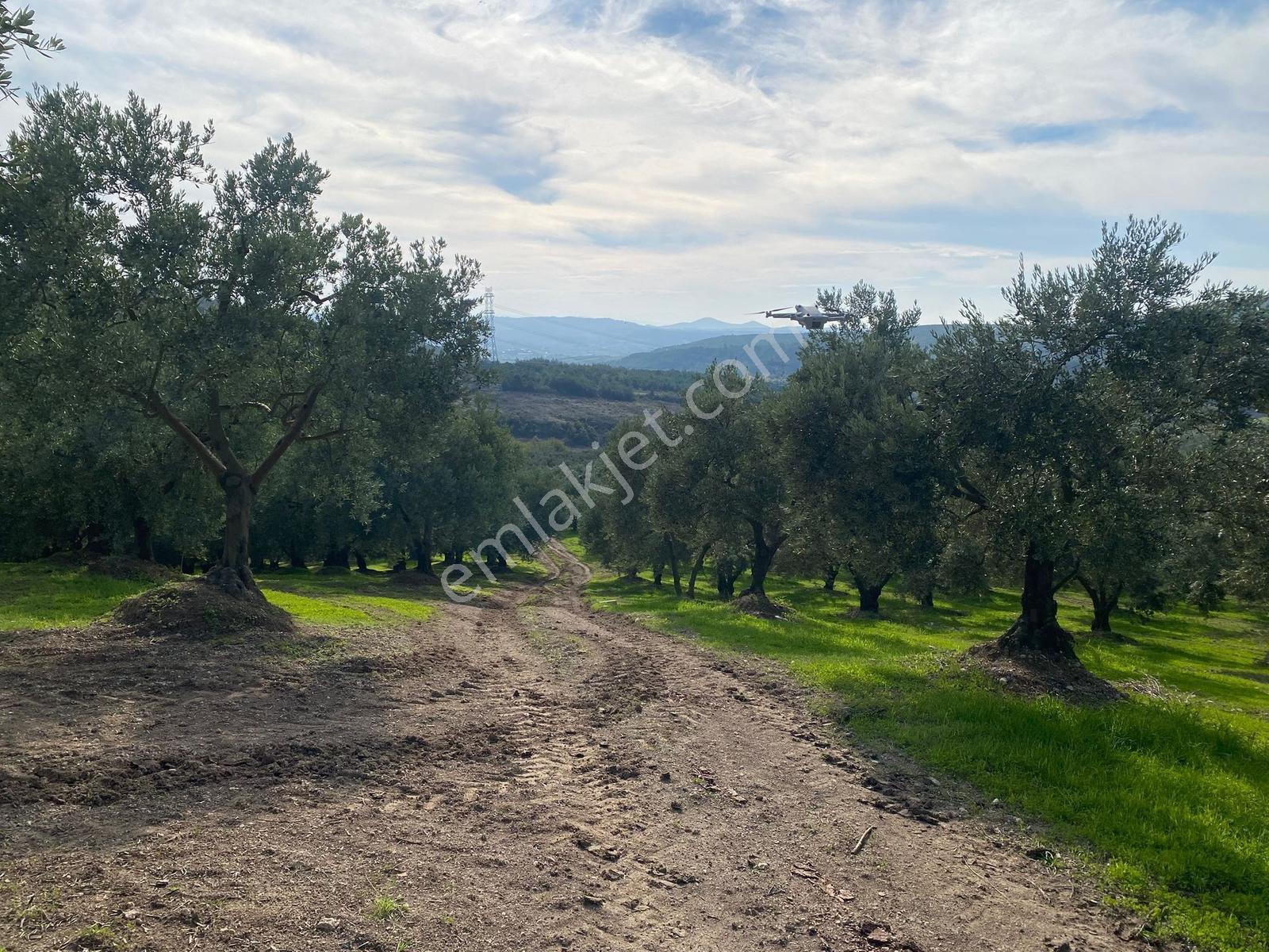 Mudanya Dereköy'de 4.087m² Kadastro Yola Cephe Bakımlı Zeytinlik - Görsel 16