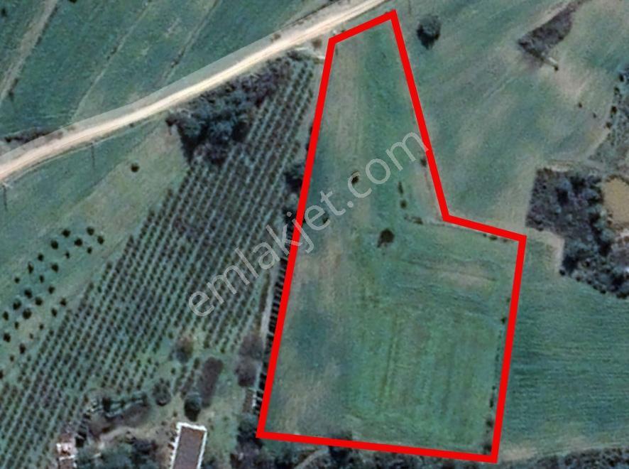Milas Kuzyakada Yola Sıfır 9.656 M² Yatırımlık Tarla - Görsel 9