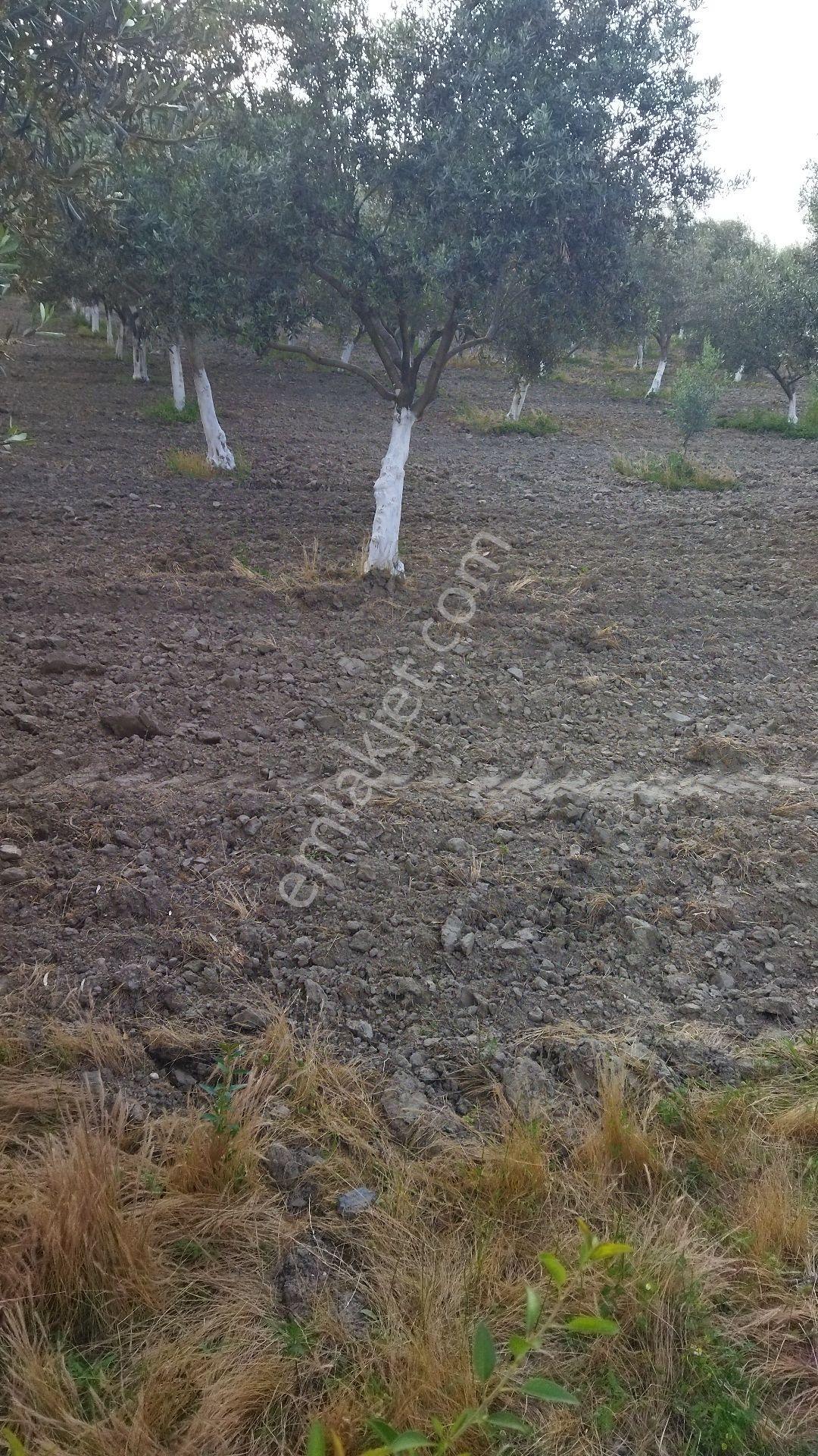 Vizyon Gayrimenkul Den Çamlıca Köyün İçinde Müstakil Tapulu Arazi 4200m2
